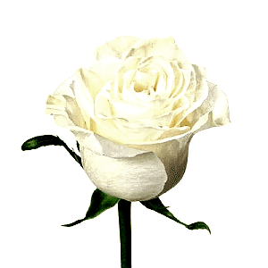 Bulk Roses $5.00